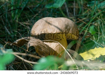 A mushroom with a light brown cap in the grass illuminated by the sun's rays. Nearby is a dry and yellow leaf. Georgia
