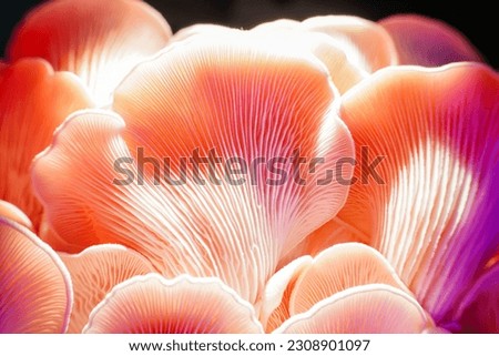 mushroom. The light shines on the mushrooms showing dreamy colors, mushroom texture details, macro photography.