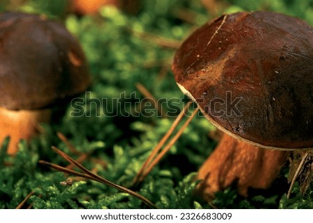 Mushroom in the moss. Forest litter. 