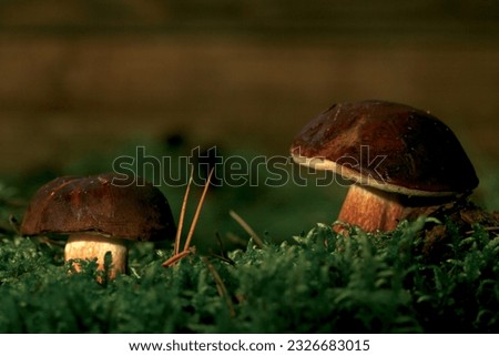 Mushroom in the moss. Forest litter. 
