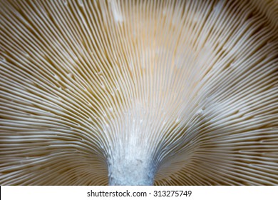 Mushroom Mycelium