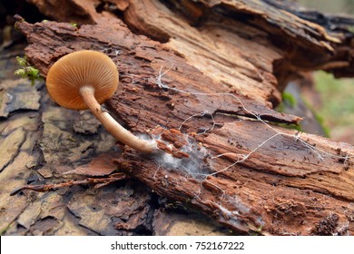 mushroom and mycelium on tree bark
