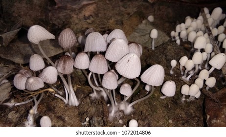 Mushroom Natural White - Shutterstock ID 1072014806