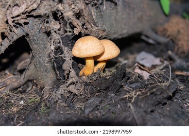 Mushroom Near The Tree Roots