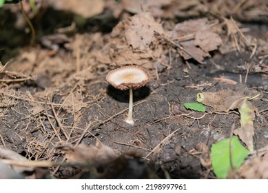 Mushroom Near The Tree Roots