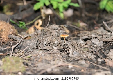 Mushroom Near The Tree Roots