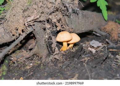 Mushroom Near The Tree Roots