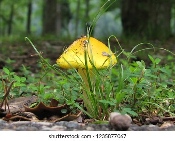 Mushroom In Newport News, VA