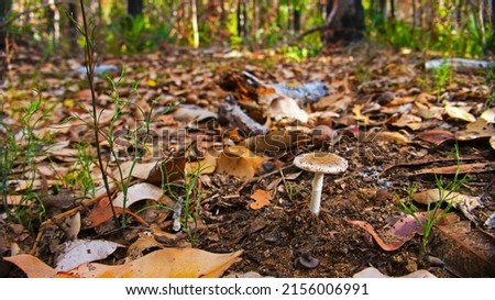 Mushroom on the floor of a Karri forest 