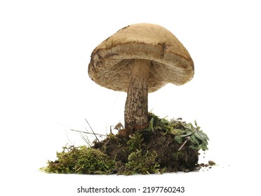 Mushroom on green moss isolated on white