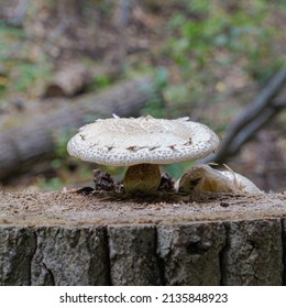 Mushroom on a Log in Forest
