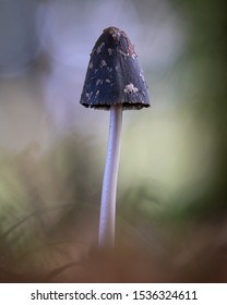 Mushroom on a soft focus background