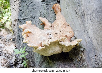 Mushroom On A Tree