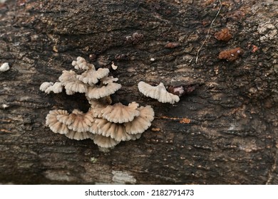 Mushroom Overgrown Tree Trunk Background Image