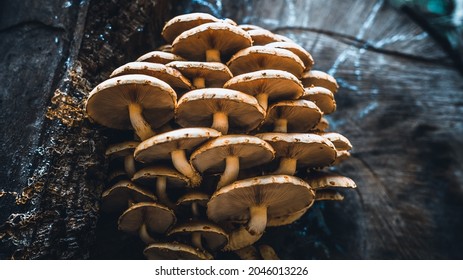 Mushroom Patch In German Forrest