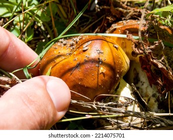 Mushroom picking. Boletus mushroom in the grass