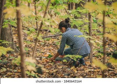 Mushroom picking during hike in the forest. Woman foraging the floor of woods in the wild during autumn. Natural food.