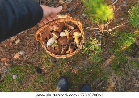 Mushroom picking in the forest. Selective focus. nature.