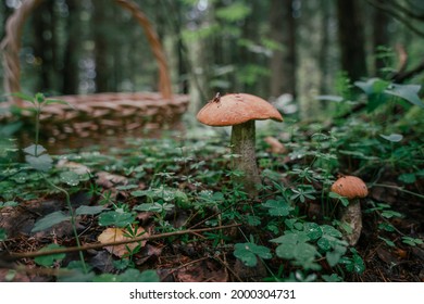 Mushroom Picking In Season. Edible Forest Mushrooms, Boletus Grows In The Grass. Close-up