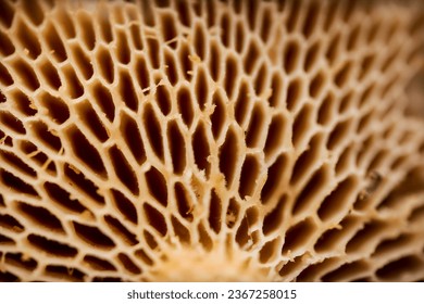 Mushroom pores extreme close up. Fungus from below. Mushroom gills macro texture. Warm color image. Natural background. Honeycomb texture. Wallpaper.