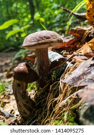 Mushroom Prince William Forest Park