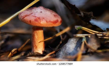 Mushroom red Chroogomphus rutilus close up on the stump