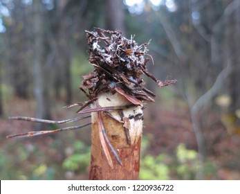 Mushroom Root With Mycelium