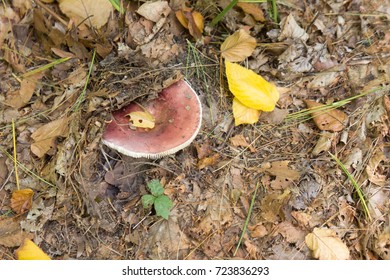 Mushroom, (Russula) on a forest floor where it’s playing a part in nutrient cycling.