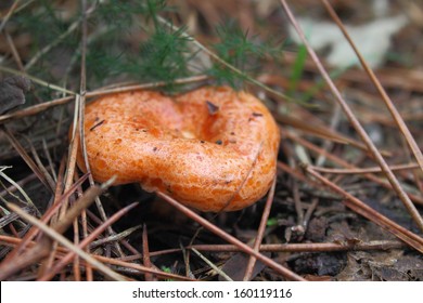 Lactarius Deliciosus High Res Stock Images Shutterstock