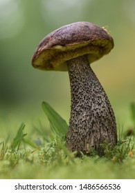 Mushroom shit at a dramatic angle in the woods. Creates a feeling of being very small in a big world. 
