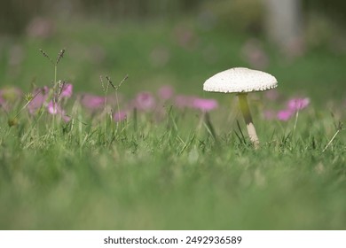 A mushroom is sitting in the grass. The grass is green and the sky is blue. The mushroom is the only thing in the image - Powered by Shutterstock