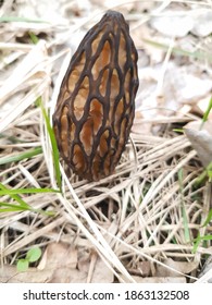 Mushroom Smarcek. Family: Morels (Morchellaceae)
Genus: Morel Mushroom Family.