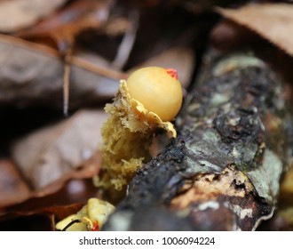 Mushroom, Southeast Ohio