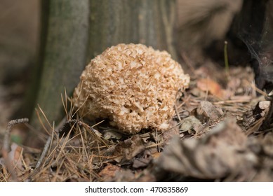  Mushroom Sparassis Crispa.