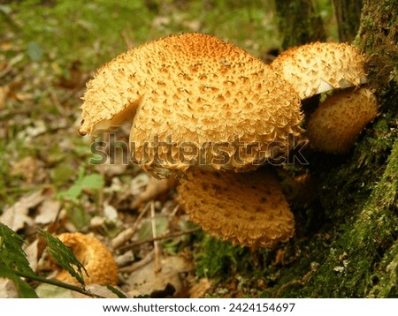 Mushroom with spikes growing from a treetrunk and has a split