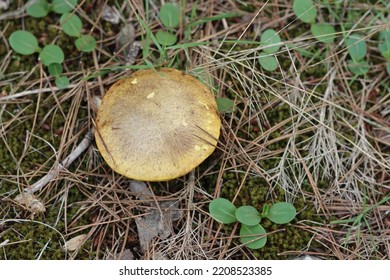 A Mushroom Of The Suillus Or Boletus Family, Suillus Granulatus In A Forest In The South Of France With Pine Thorns On The Ground, Green Leaves, Grass And Twigs