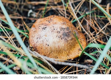 Mushroom Suillus, Suillaceae And Order Boletales Growing In The Grass.