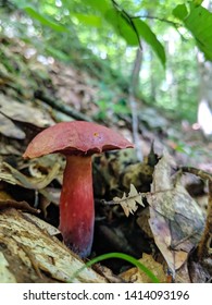 Mushroom Taken At Prince William Forest Park