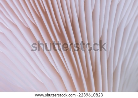 Mushroom texture abstract pattern for design and decoration. Edible mushrooms closeup line. Oyster mushroom macro pattern. 