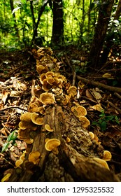 mushroom and Timber in the forest 