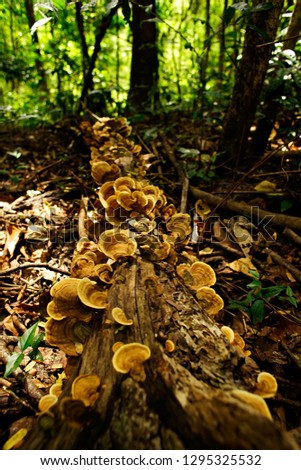 mushroom and Timber in the forest 