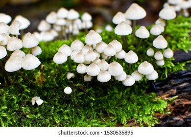 Mushroom Toad Stool Nature Fungi