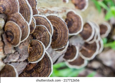 Mushroom (Trametes Versicolor)