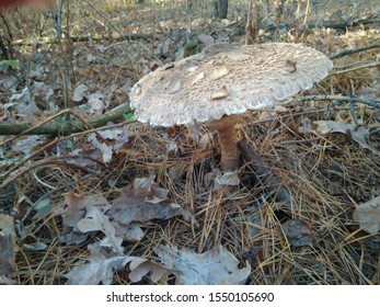 mushroom umbrella with a white cap growing in the forest on the background of leaves, close-up(shot on the phone)