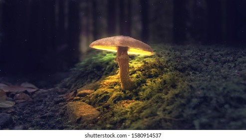 Mushroom Wallpaper ,Fantasy Wallpaper, 4K, Mushroom Light,  Fantasy Mushroom, Jungle, Forest Mushroom, Jungle Background, fantasy. - Shutterstock ID 1580914537