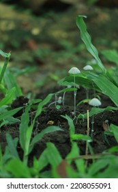 Mushroom Wallpaper ,Fantasy Wallpaper, 4K, Mushroom Light, Fantasy Mushroom, Jungle, Forest Mushroom, Jungle Background, Fantasy.