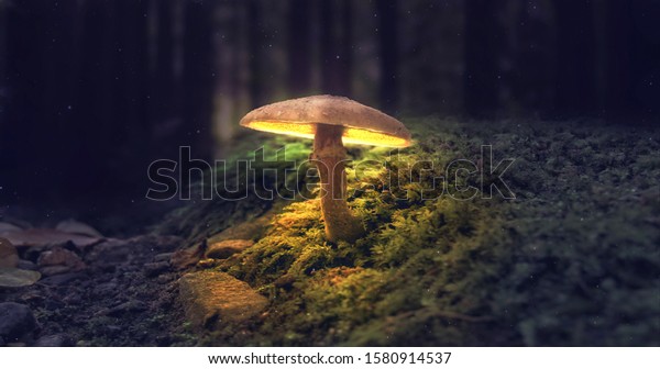 Mushroom Wallpaper ,Fantasy Wallpaper, 4K,\
Mushroom Light,  Fantasy Mushroom, Jungle, Forest Mushroom, Jungle\
Background, fantasy.