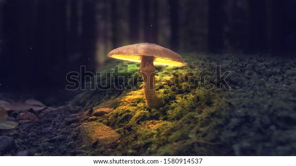 Mushroom Wallpaper Fantasy Wallpaper 4k Mushroom Stock Photo Edit Now