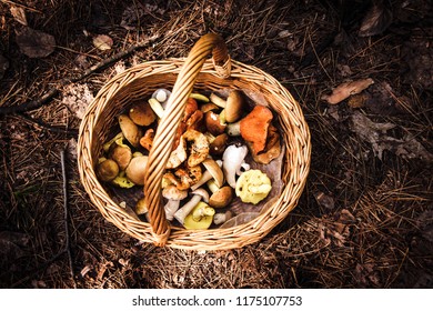 Mushroom Wicker Basket Foraging In The Forest