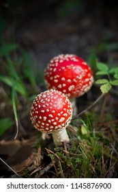 Mushroom in the wood - Shutterstock ID 1145876900
